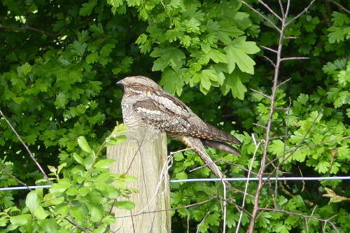 Nightjar (Caprimulgus europaeus)