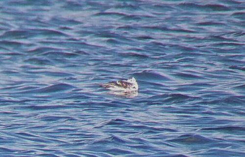 Little Gull