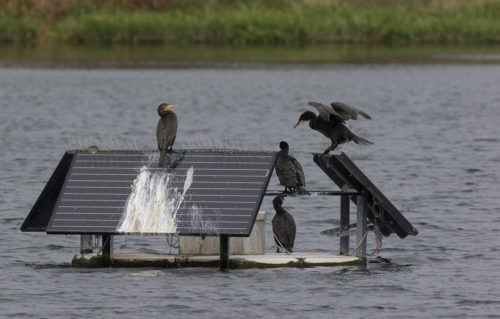 Cormorants