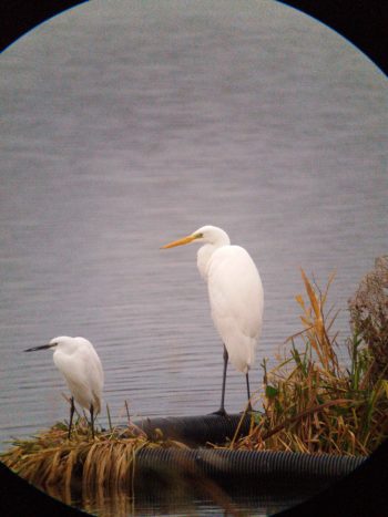 Great Egret and Little Egret