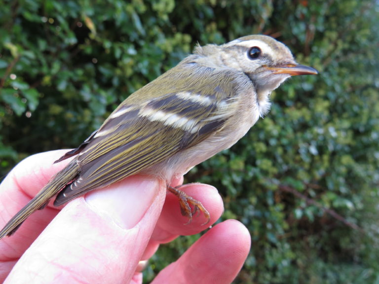 Yellow-browed Warbler (Phylloscopus inornatus)