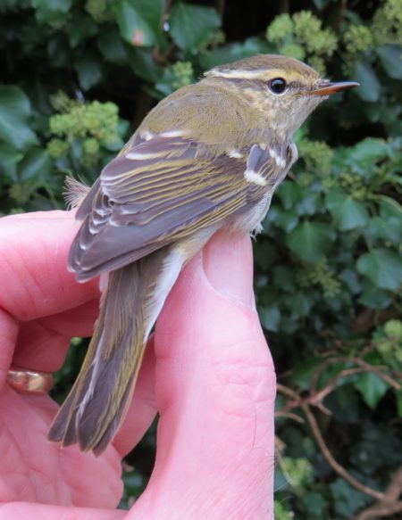 Yellow-browed Warbler