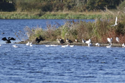 Egyptian Geese