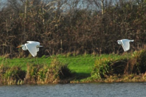 Great (left) and Little Egrets in flight