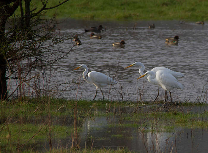 3 Great Egrets, Longham Lakes, 2/2/17 (Lorne Bissell)