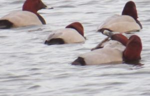 Pochards, Longham Lakes, 2/2/17 (Roger Peart)