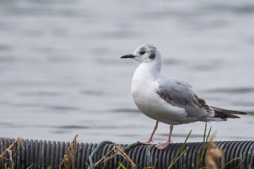 Bonaparte’s Gull (Chroicocephalus philadelphia)