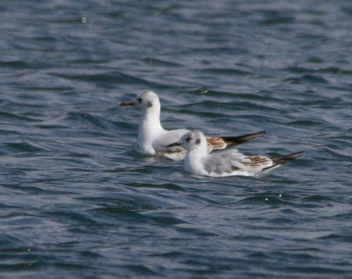 Bonaparte's and Black-headed Gulls