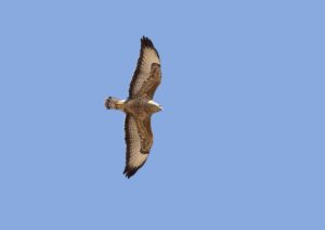 Steppe Buzzard