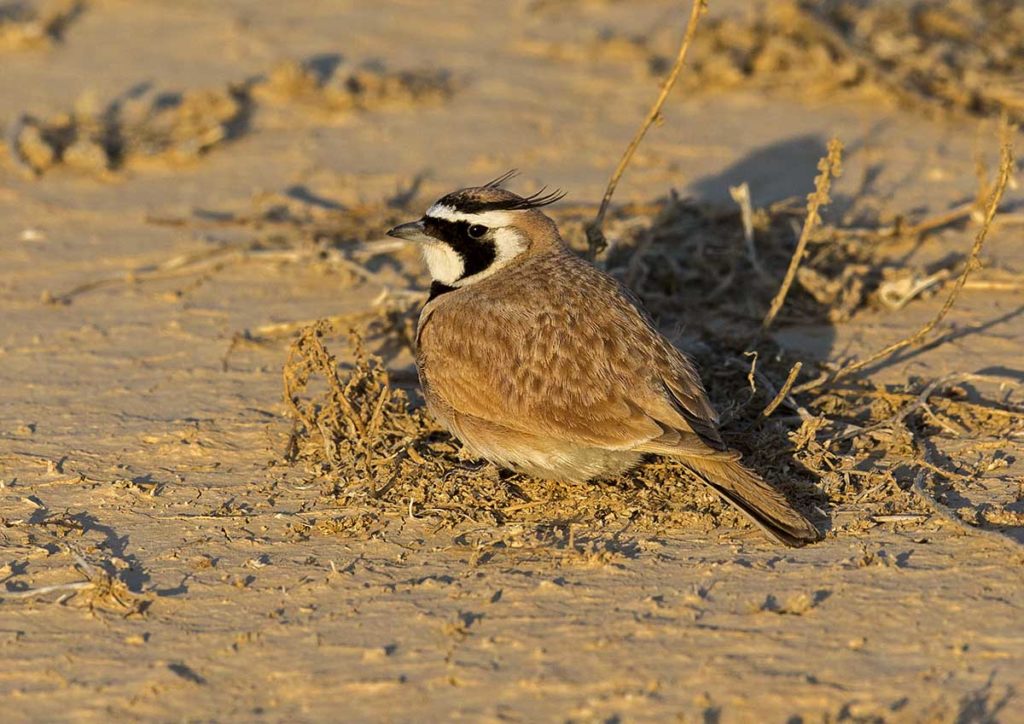 Temminck's Lark