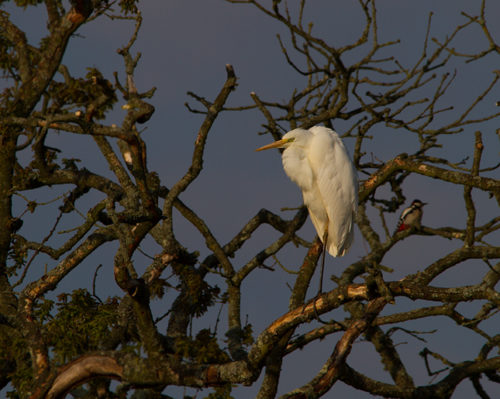 Great Egret 