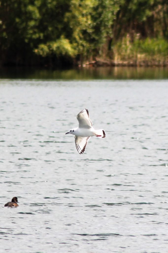 Bonaparte's Gull