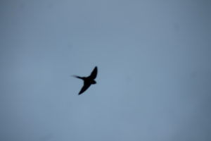 Red-rumped Swallow