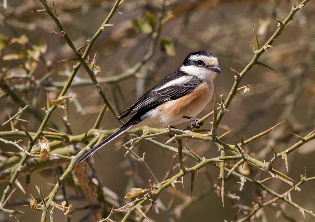 Masked Shrike