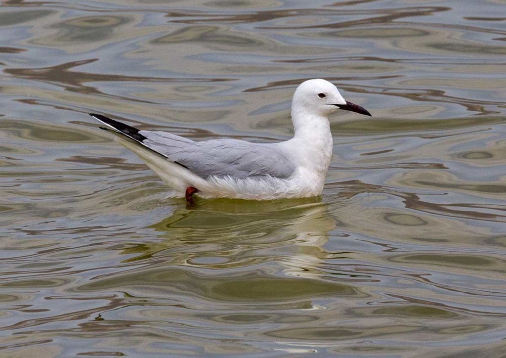 Slender-billed Gull