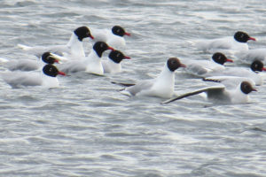 Med Gulls