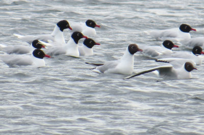 Mediterranean Gull (Larus melanocephalus)