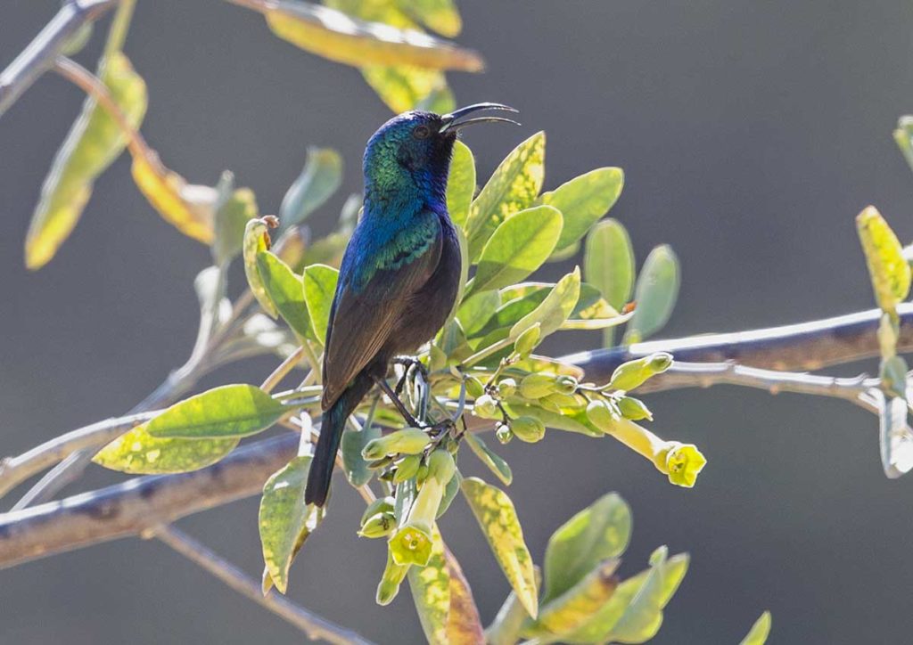 Nectarinia-osea-Palestine-Sunbird-Male_051A3500-c-Andy-and-Gill-Swash-WorldWildlifeImages.com