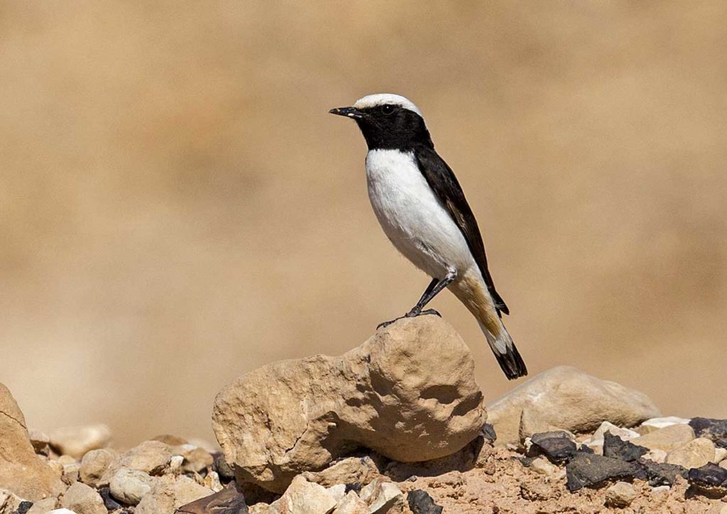 Mourning Wheatear