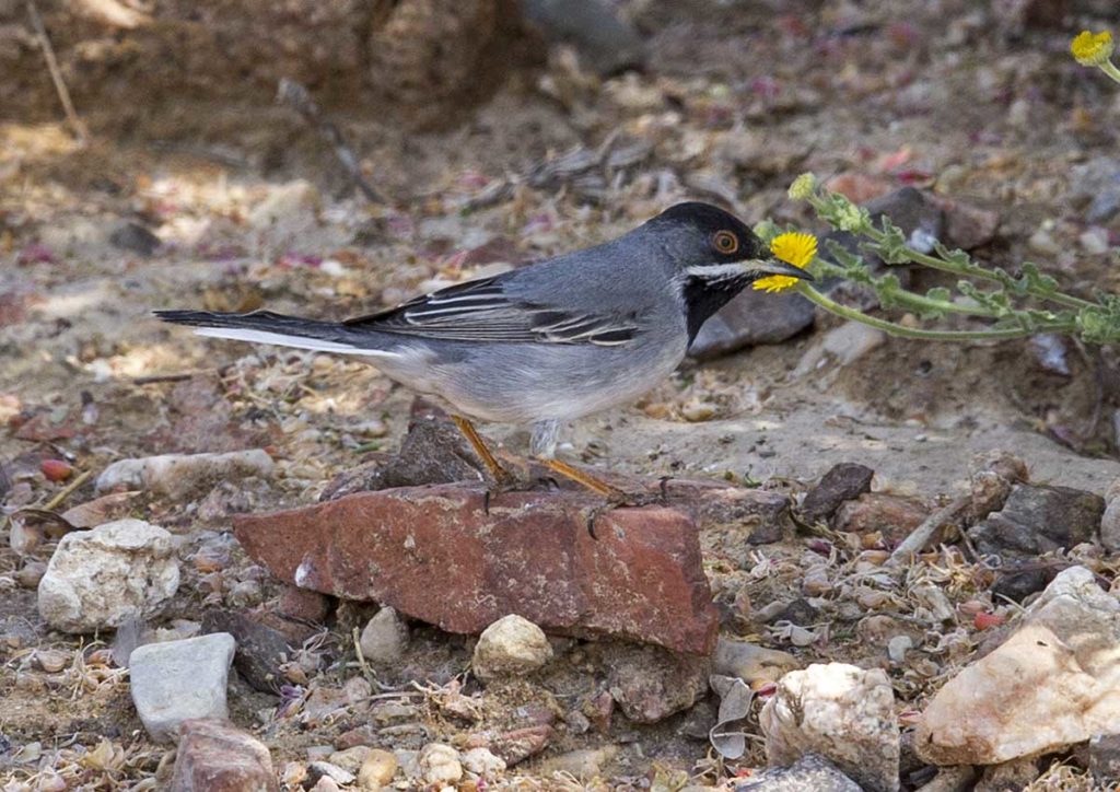 Ruppell's Warbler