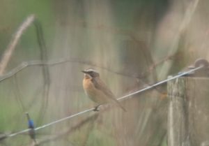 Whinchat