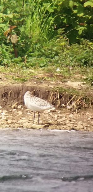 Bar-tailed Godwit, Longham Lakes, 13/05/17 (Martin Wood)