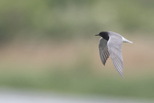 Black tern