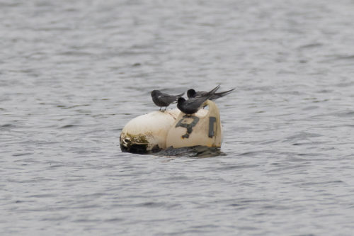 Black Terns