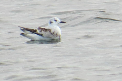 Bonaparte's Gull