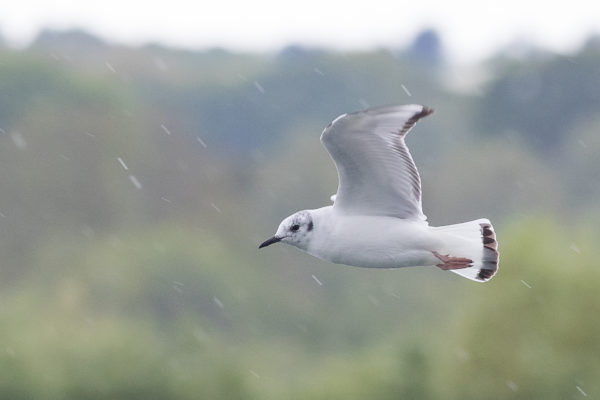 Bonaparte's Gull