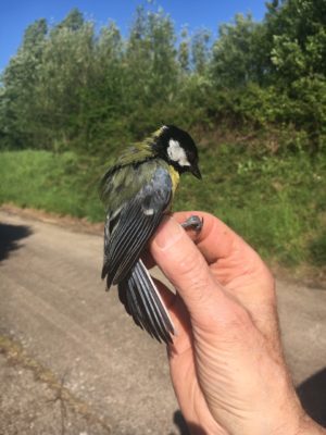 A long-lived Great Tit - 5 years, 260 days and counting!