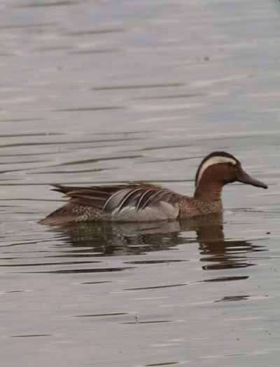 Garganey