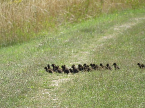 Tufted Ducklings