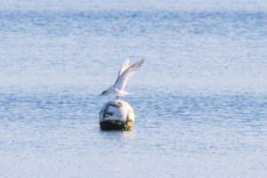 Sandwich Tern, Longham Lakes, 5/7/2017 (Darran Jones)