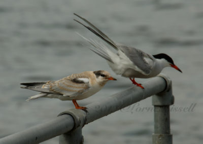 Common Tern adult and juvenile