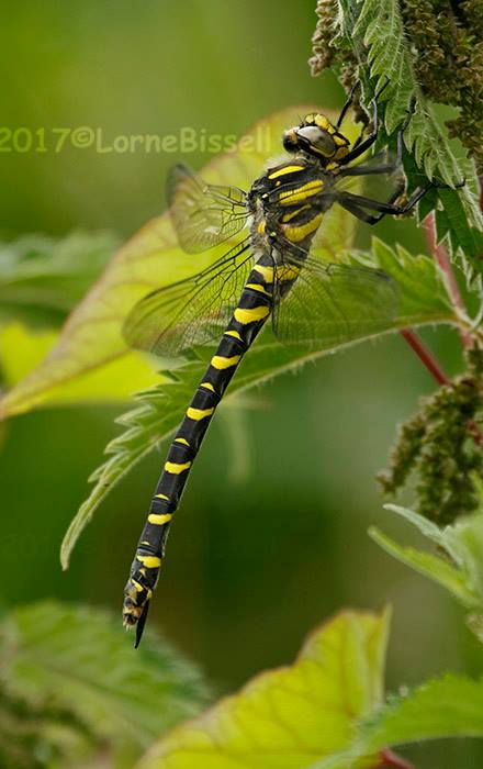Gold-ringed Dragonfly, Longham Lakes, 24/06/17 (Lorne Bissell)