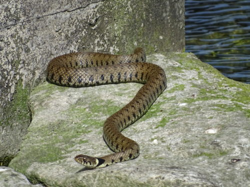 Grass Snake