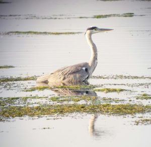 Grey Heron