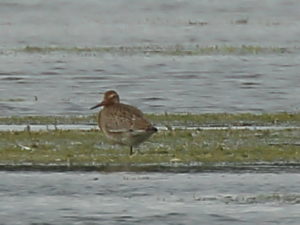 Juv Black-tailed Godwit