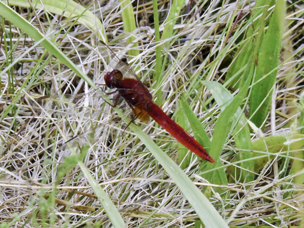 Scarlet Darter, Longham Lakes, 8/7/17 (Martin Wood).