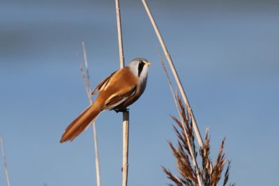 Bearded Tit