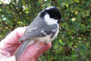 Coal Tit