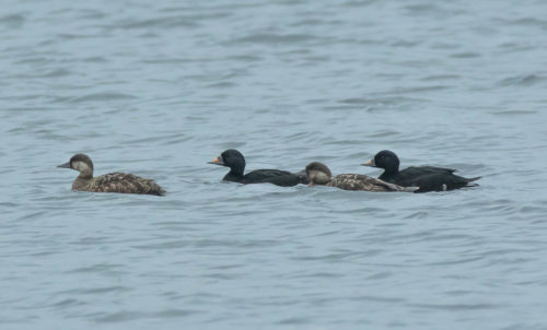 Common Scoter