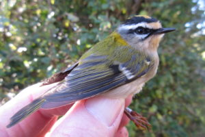 Firecrest