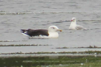 GBB Gull