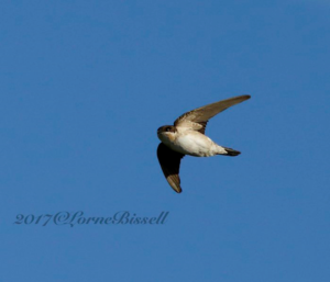 House Martin