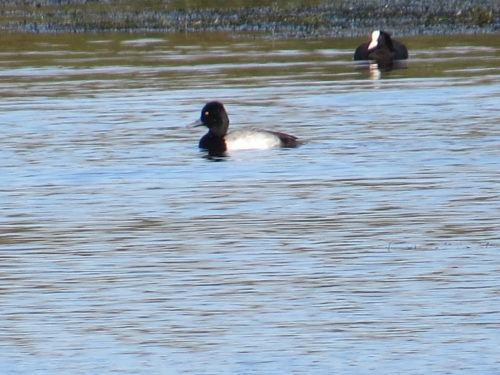 Lesser Scaup