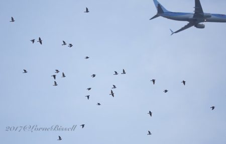 Woodpigeons