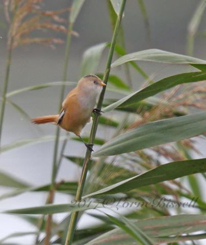 Bearded Tit