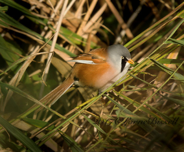 Bearded Tit